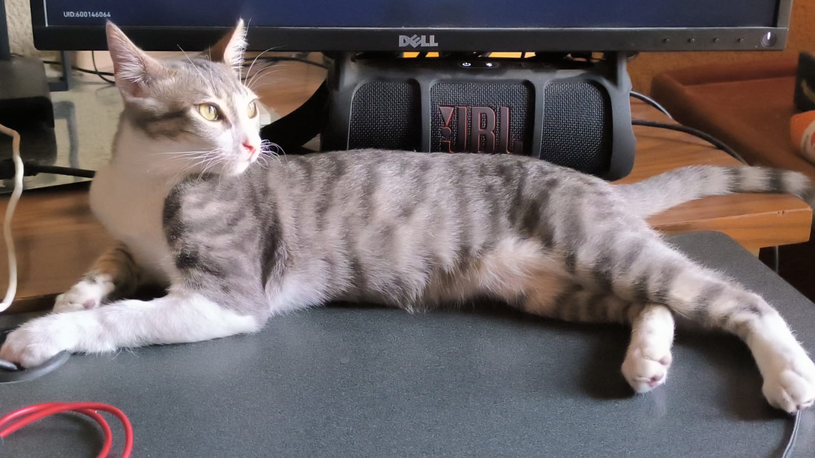 Kotaro